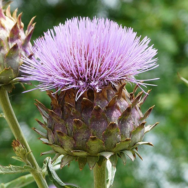 Blühende Artischockenpflanze im Garten