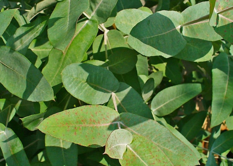 SAFLAX Garden to go - Eucalyptus (bicostata) - Eucalyptus globulus bicostata - 100 Samen - Mit Topf, Klima - Deckel und Anzuchtsubstrat