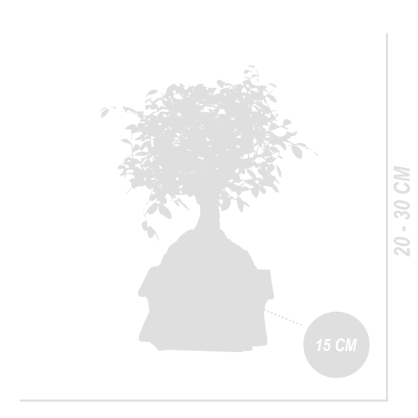 Bloomique - Bonsai Zelkova - Kugelform - Bonsai-Baum - Zimmerpflanzen - Höhe 20-30 cm - 15 cm breit - inklusive Keramiktopf und Schale