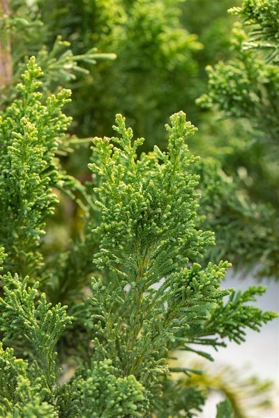 Chamaecyparis obtusa 'Drath', Hinoki-Scheinzypresse, 20–30 cm