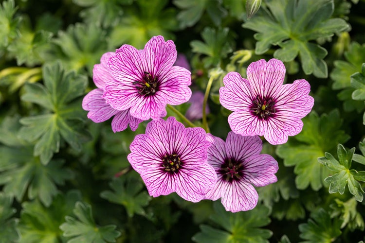 Geranium cinereum 'Ballerina', Storchschnabel, zartrosa, ca. 9x9 cm Topf