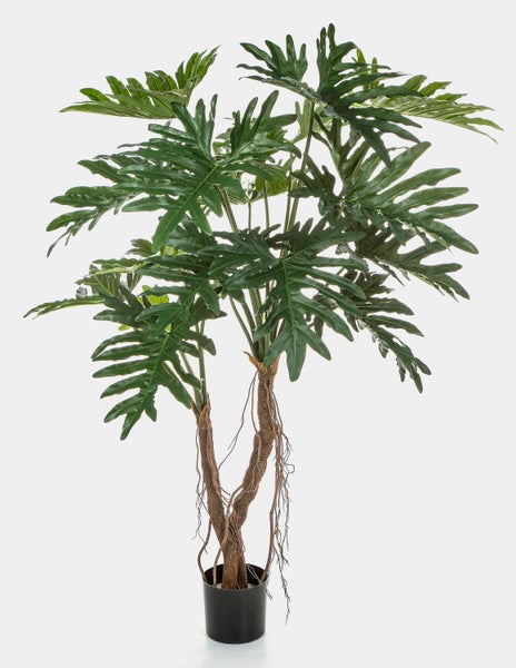 Nahaufnahme eines tief gelappten grünen Philodendron-Blattes mit ausgeprägten Blattadern.