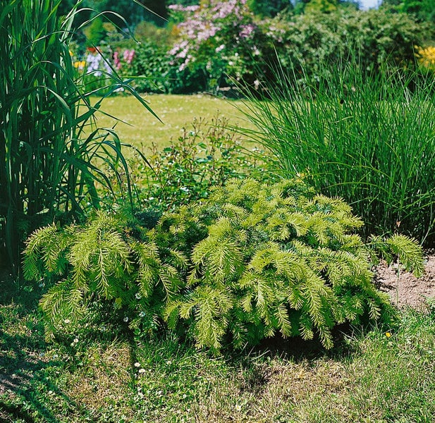 Formschnittgehölz im Gartenbeet mit Gräsern und Blumen im Hintergrund.