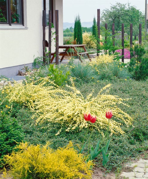 Cytisus kewensis, Besenginster, cremegelb, 20–30 cm