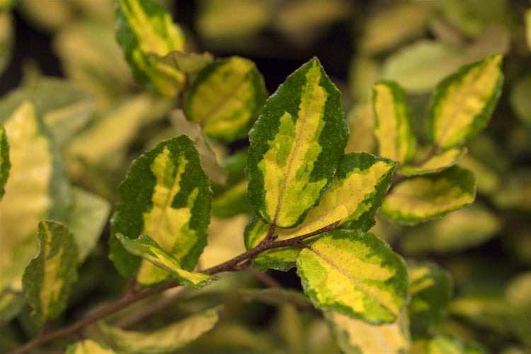 Elaeagnus ebbingei 'Limelight', silberbunt, 40–60 cm