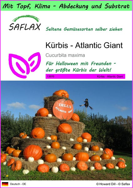 SAFLAX Garden to go - Kürbis - Atlantic Giant - Cucurbita maxima - 7 Samen - Mit Topf, Klima - Deckel und Anzuchtsubstrat