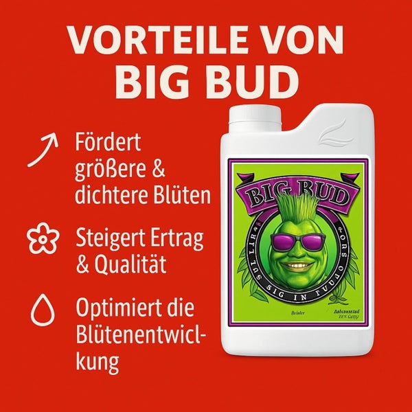 Infografik zu Big Bud Pflanzendünger: Fördert größere und dichtere Blüten, steigert Ertrag und Qualität, optimiert die Blütenentwicklung.