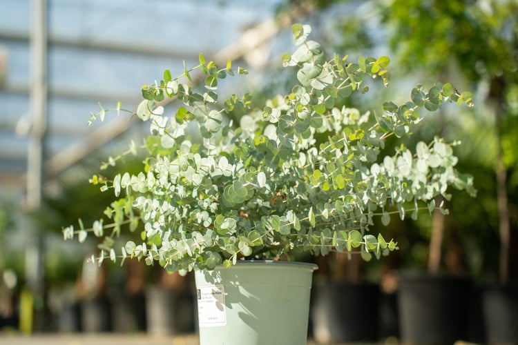 2x XL Eucalyptus Gunni Gunnii Busch Eukalyptusbaum 35- 50 cm, Pflanze winterhart