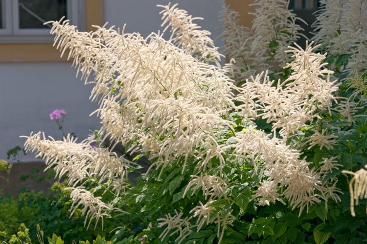 Aruncus dioicus, Wald-Geißbart, weiß, ca. 9x9 cm Topf
