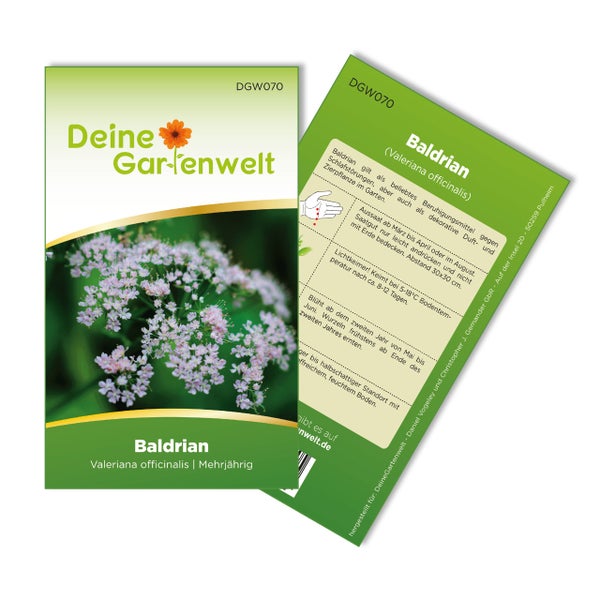 Nahaufnahme einer Pflanze mit Dolden aus zahlreichen kleinen, zartrosa Blüten.
