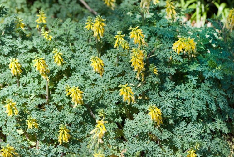 Gelber Lerchensporn mit gelben Blüten und grünen Blättern