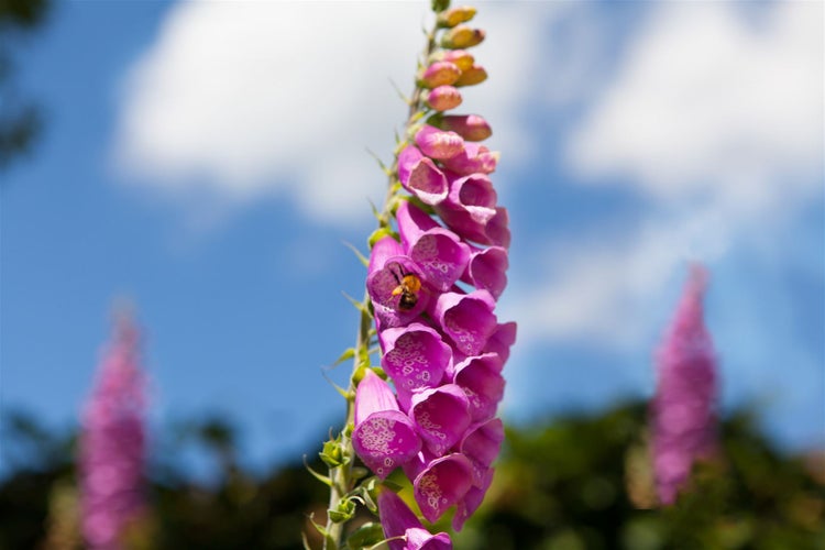 Digitalis purpurea, Fingerhut, rosa Blüten, ca. 9x9 cm Topf