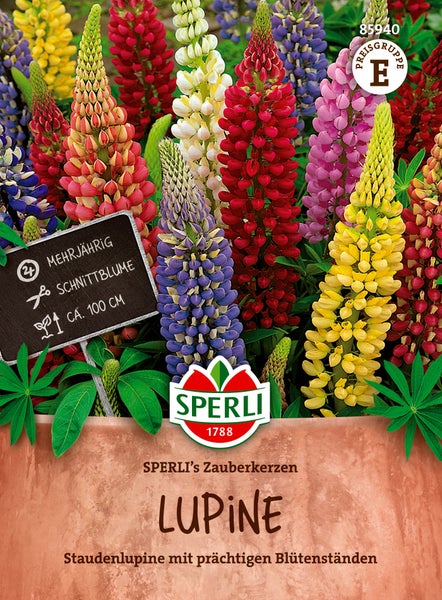Sperli Lupine Zauberkerzen Blumensamen fuer mehrjaehrige Stauden mit bunten Bluetenstaenden