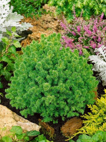Cryptomeria japonica 'Vilmoriniana', Japanische Sicheltanne, 20–25 cm