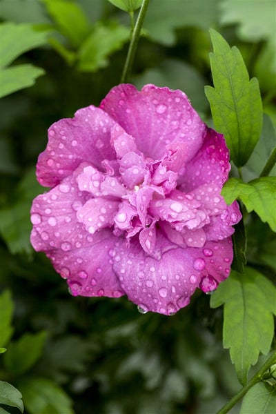 Hibiscus syriacus 'Magenta Chiffon', Gartenhibiskus, magenta, 60–80 cm