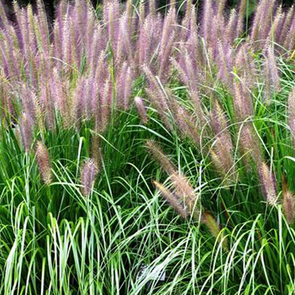 Dekoratives Ziergras im Garten.