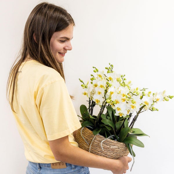 Kolibri Orchids weißes Pflanzenset im Schilfkorb inkl. Wassertank drei weiße Orchideen Lausanne 9cm und drei Grünpflanzen Rhipsalis Dschungelstrauß weiß mit autarkem Wassertank