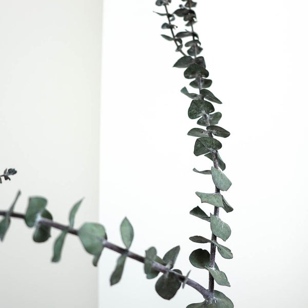 Eukalyptus Baby- 3-4 Stiele