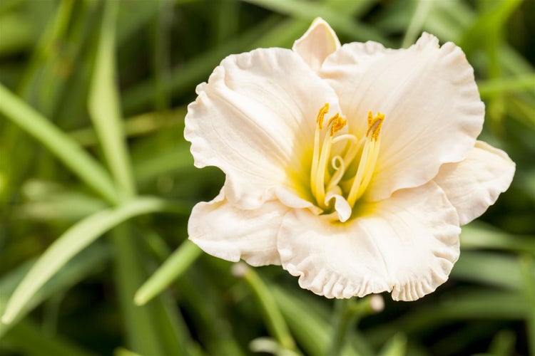 Hemerocallis x cult. 'Gentle Shepherd', Taglilie, weiß, ca. 11x11 cm Topf