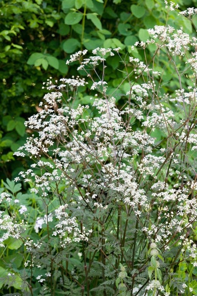 Anthriscus sylvestris 'Ravenswing', Wiesenkerbel, dunkelrot, ca. 11x11 cm Topf