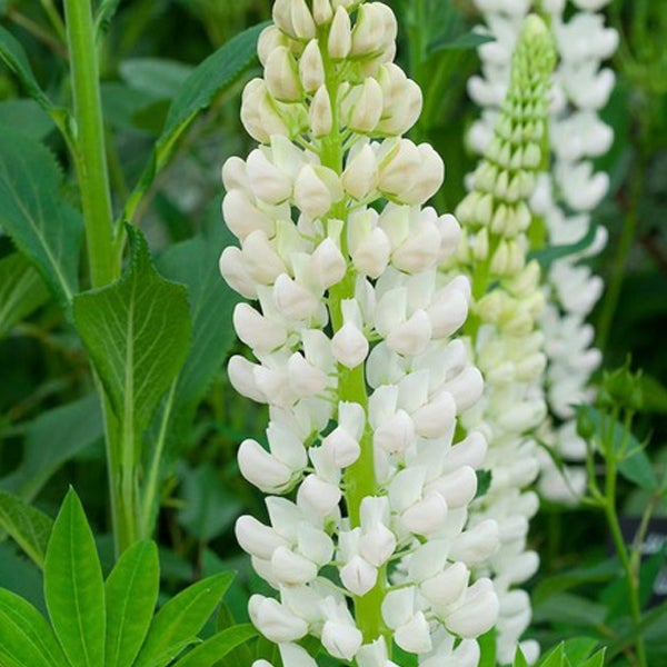 Nahaufnahme einer weißen Lupinenblüte
