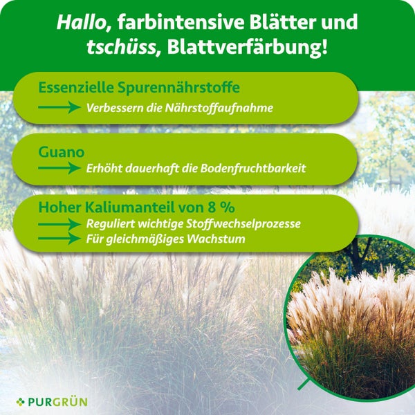Infografik für Purgrün Pflanzendünger mit Vorteilen wie Spurennährstoffen, Guano und 8 Prozent Kalium für gesundes Wachstum von Ziergräsern. Purgrün Logo.