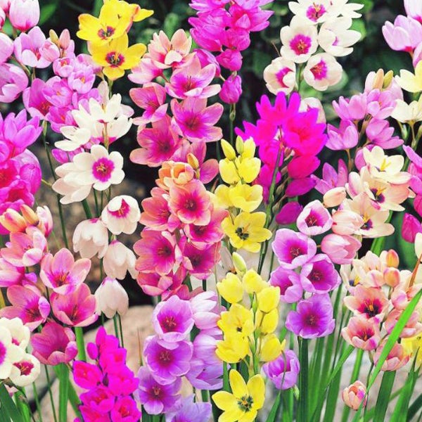 Buntes Feld mit Sparaxis Tricolor Blumen