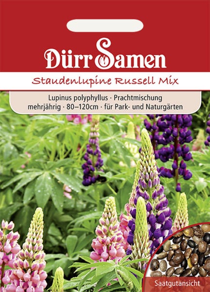Samenpackung Dürr Samen Staudenlupine Russell Mix. Lupinensamen für mehrjährige Pflanzen, Wuchshöhe 80 bis 120 Zentimeter.