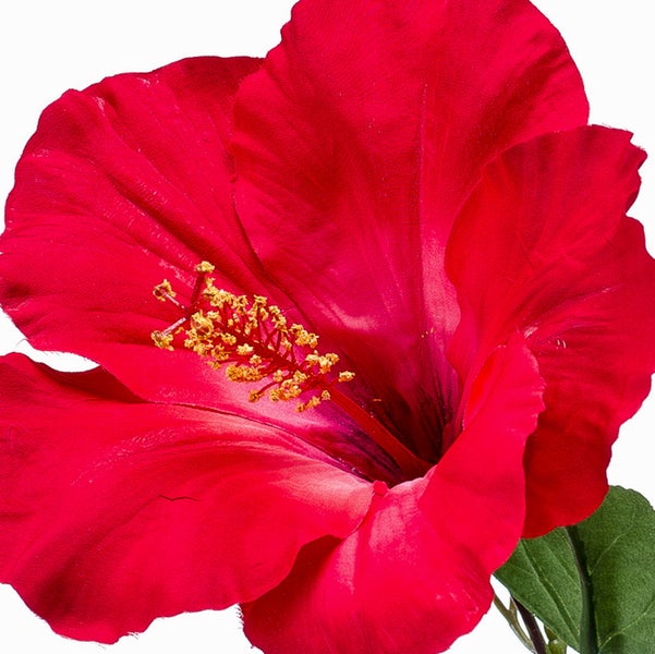 Nahaufnahme einer roten Hibiskusblüte mit gelben Staubblättern.