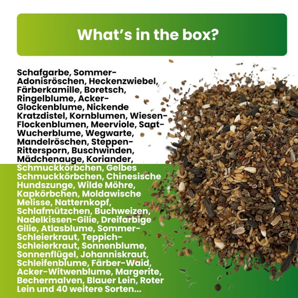 Greenyp Wildblumenmischung I 100g für 100m² I Wildblumensamen - insektenfreundliche Blumenmischung für Bienen I Blumensamen Mischung ein- & mehrjährig