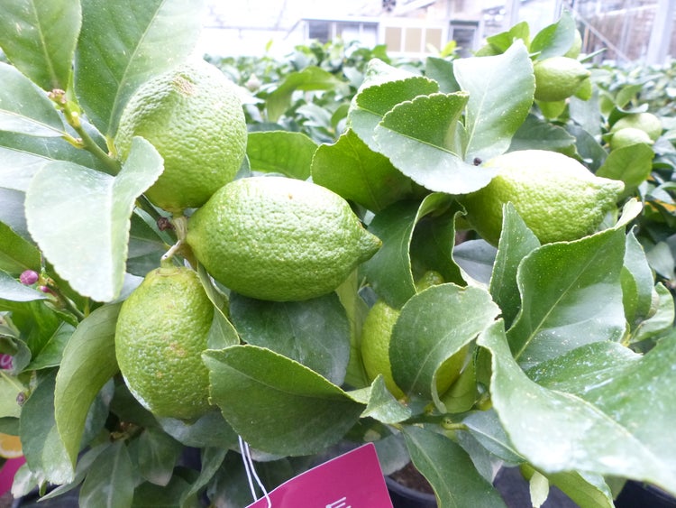 Zitronenbaum mit unreifen grünen Zitronen und grünen Blättern.