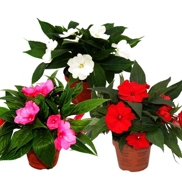 Edel-Lieschen - Impatiens Neu-Guinea - 12cm Topf - Set mit 3 Pflanzen - Farb-Mix