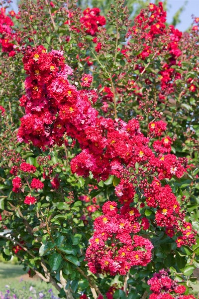 Lagerstroemia indica 'Dynamite', Kreppmyrte, leuchtend rot, 60–80 cm