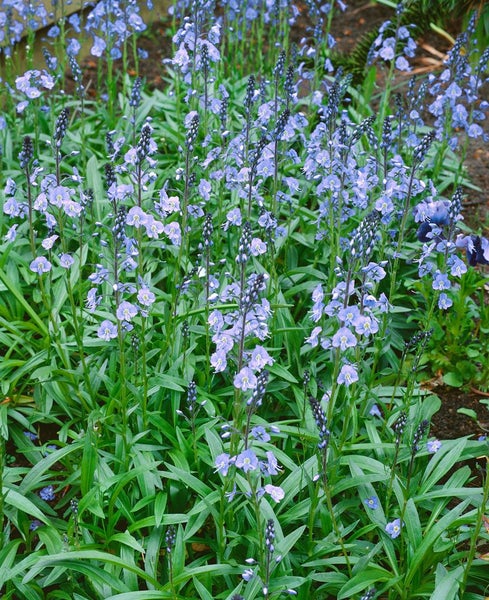 Veronica gentianoides, Ehrenpreis, hellblau, ca. 9x9 cm Topf