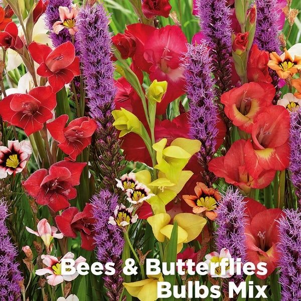 Bloomique - Mischung aus 75 - Schmetterlinge und Bienenmischung - Liatris, Sparaxis, Allium, Crocosmia, Tigridia - Blumenzwiebeln - mehrjährig - Sommerblüher - winterhart - wird bis zu 25-125 cm groß