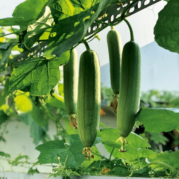 Grüne Schwammkürbisse Luffa hängen an einer Rankhilfe aus Metall im hellen Garten zwischen großen Blättern.