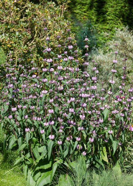 Phlomis tuberosa, Ziest, rosa Blüten, ca. 9x9 cm Topf