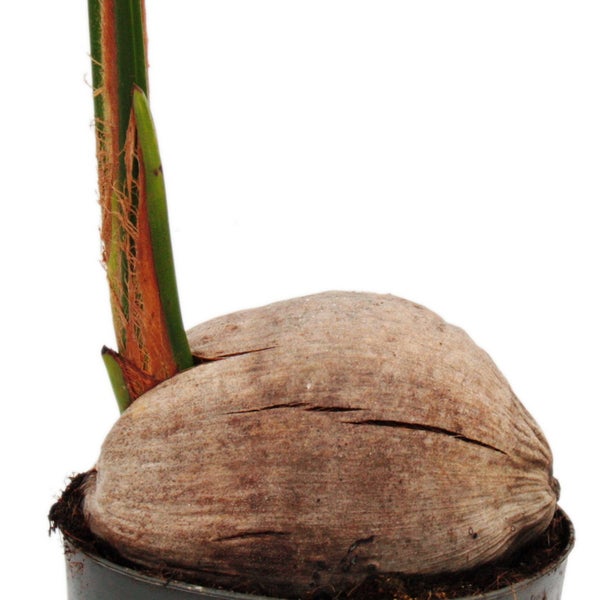 Echte Kokospalme - Cocos nucifera - mit echter Kokosnuss - 19cm Topf - ca. 100cm hoch