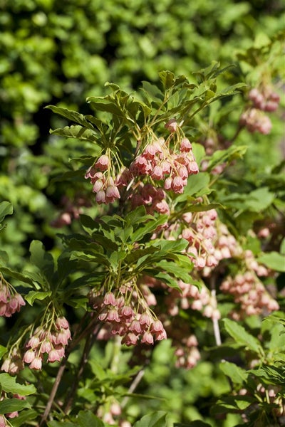 Enkianthus campanulatus, Japanischer Fächerstrauch, 60–80 cm