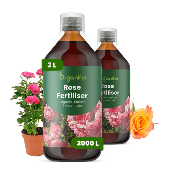 Zwei Flaschen Organifer Rosen-Flüssigdünger Konzentrat, jeweils 2 Liter, neben einer Topfrose und einer einzelnen Rosenblüte.