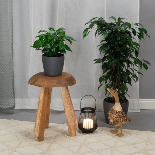 Hocker Heidi Mahagoni Massivholz, rund naturfarben