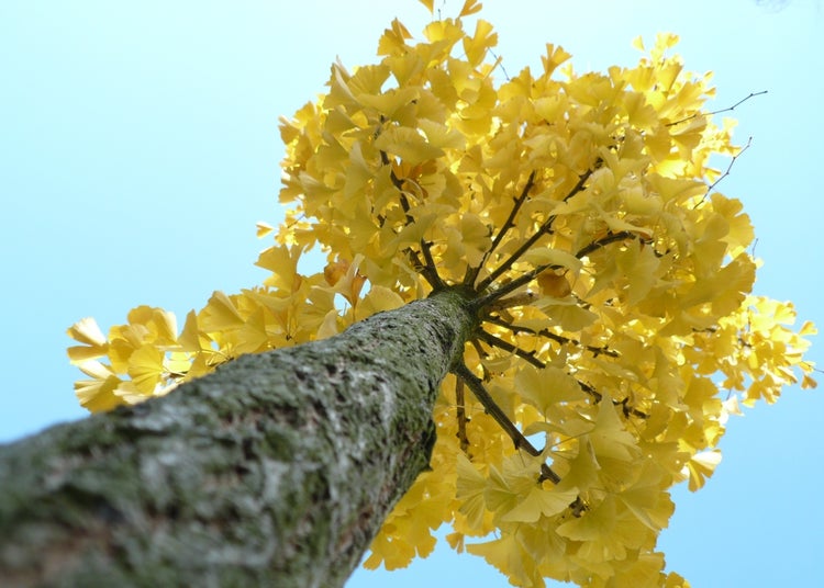 SAFLAX Garden to go - Ginkgo - Ginkgo biloba - 4 Samen - Mit Topf, Klima - Deckel und Anzuchtsubstrat