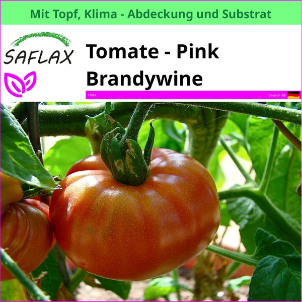 SAFLAX Garden to go - Tomate - Pink Brandywine - Lycopersicon esculentum - 10 Samen - Mit Topf, Klima - Deckel und Anzuchtsubstrat