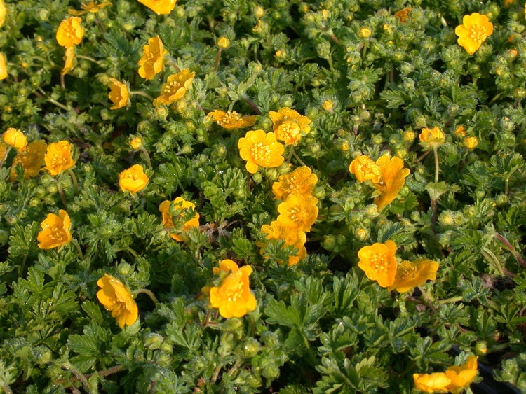 Potentilla neumanniana, Fingerkraut, gelb, ca. 9x9 cm Topf