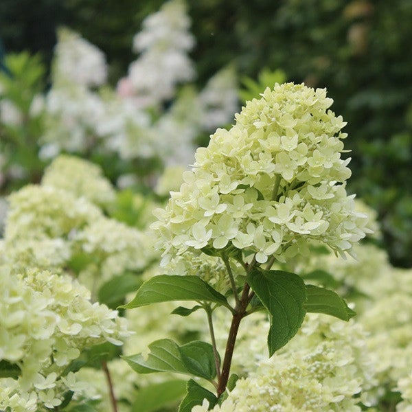 Rispenhortensie mit Blüten