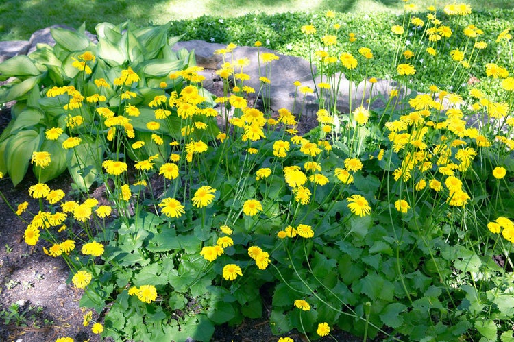 Doronicum orientale 'Little Leo', Gämswurz, gelb, ca. 9x9 cm Topf