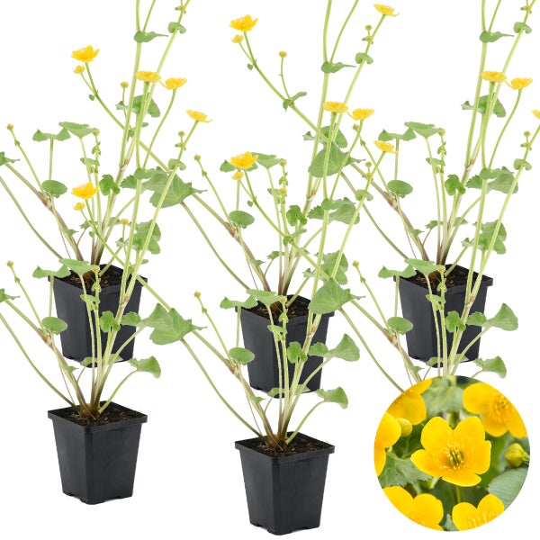 6x Caltha Palustris – Ringelblume – Pflegeleicht – Zone 1-2 – ⌀09cm - ↕15-25 cm