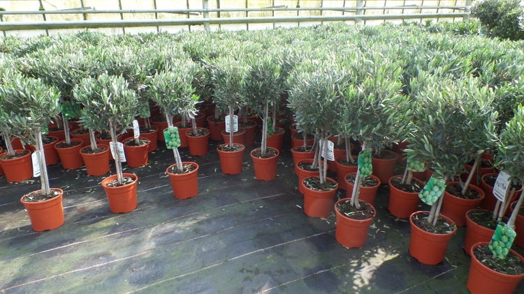Olivenbaum Stamm Olive 80 - 100 cm hoch, beste Qualität, Olea Europaea