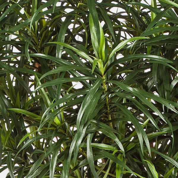 Nahaufnahme der Blätter einer Pflanze mit langen, schmalen, grünen Blättern.