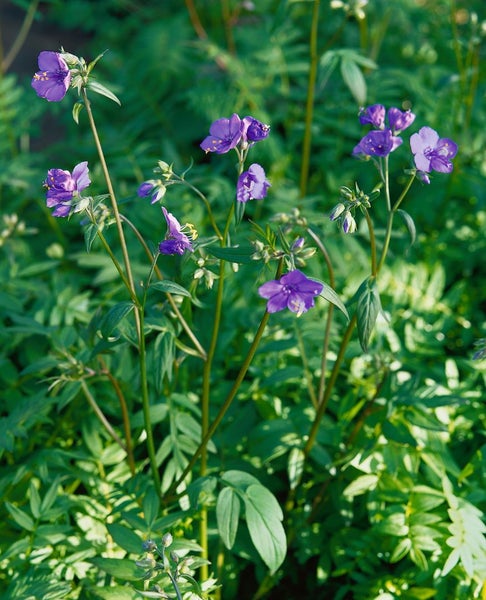 Polemonium yezoense 'Purple Rain', Jakobsleiter, violett, ca. 9x9 cm Topf